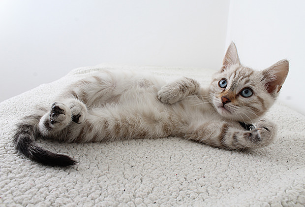 構ってほしい猫